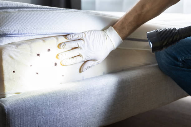 Best Rat Extermination Near Me  in Palm Springs, FL