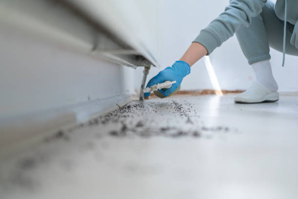 Best Termite Control Services  in Palm Springs, FL